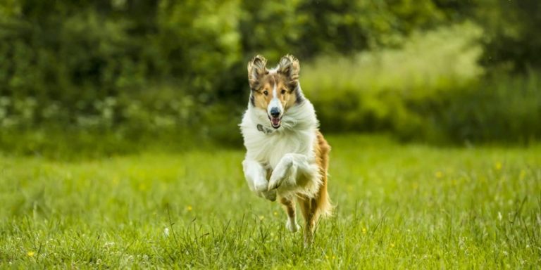 ZAMOŚĆ: “Lassie, wróć!” w kinie przyjaznym sensorycznie